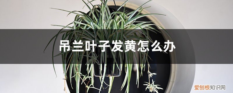 吊兰叶子发黄怎么解决 吊兰叶子发黄怎么办