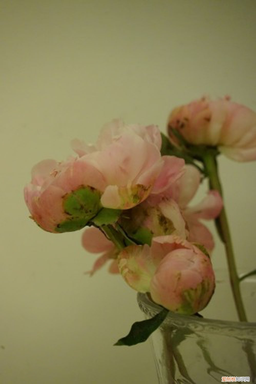 芍药花叶子发黄怎么办呢 芍药花叶子发黄怎么办