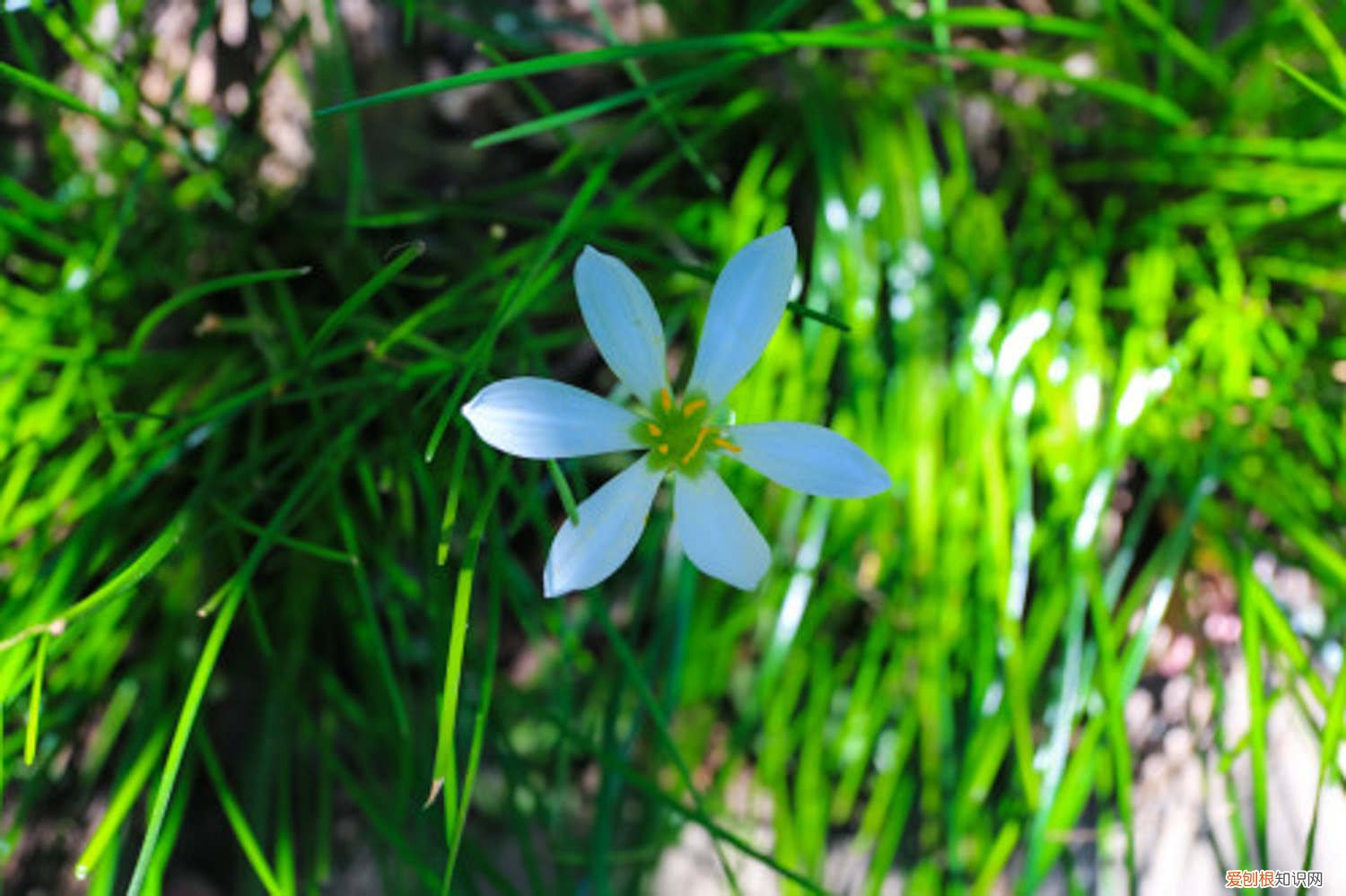 葱兰黄叶怎么回事 葱兰叶子变黄怎么办