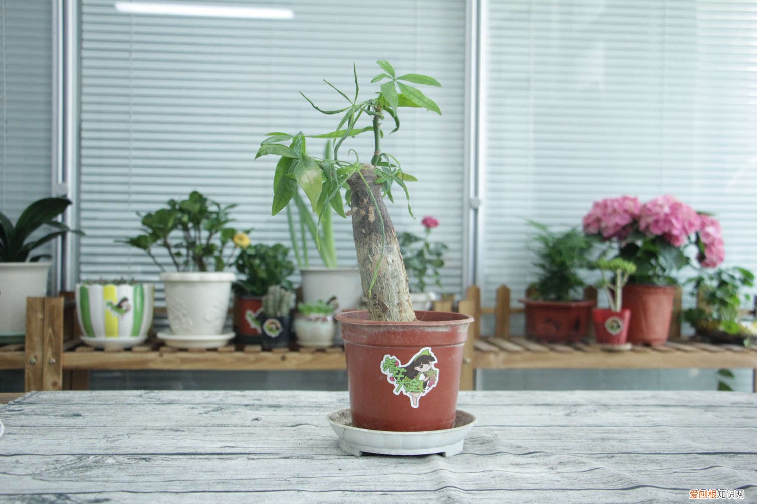 发财树黄叶掉叶什么原因 发财树茶花…发黄掉叶子，小心直接死翘翘！