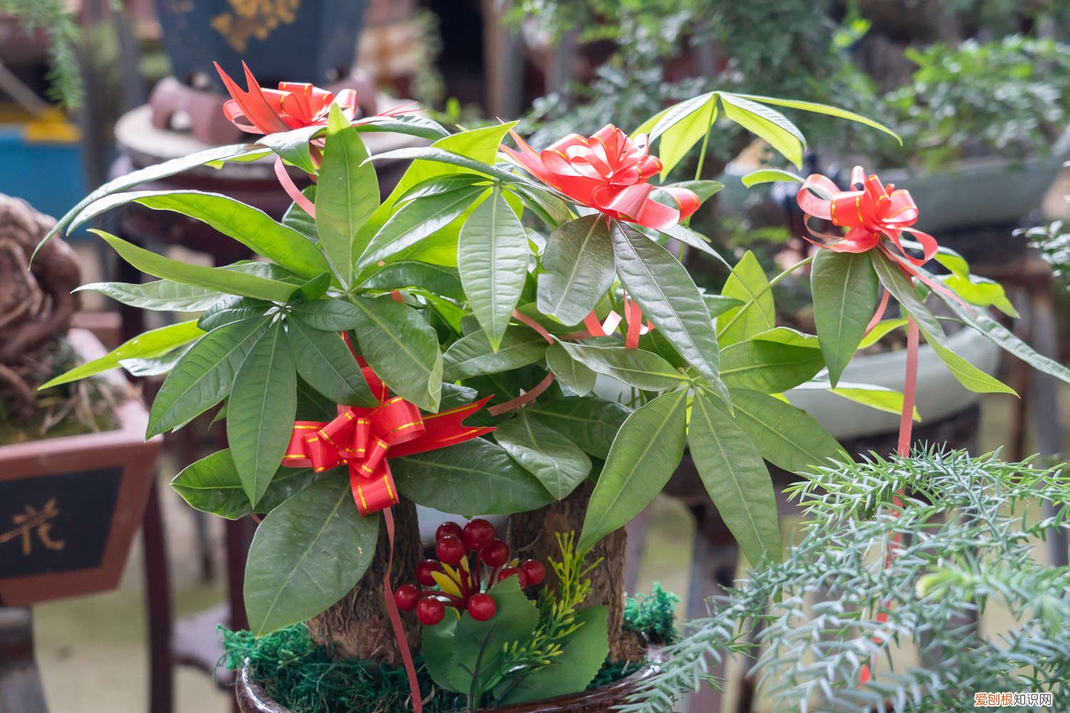 发财树黄叶掉叶什么原因 发财树茶花…发黄掉叶子，小心直接死翘翘！