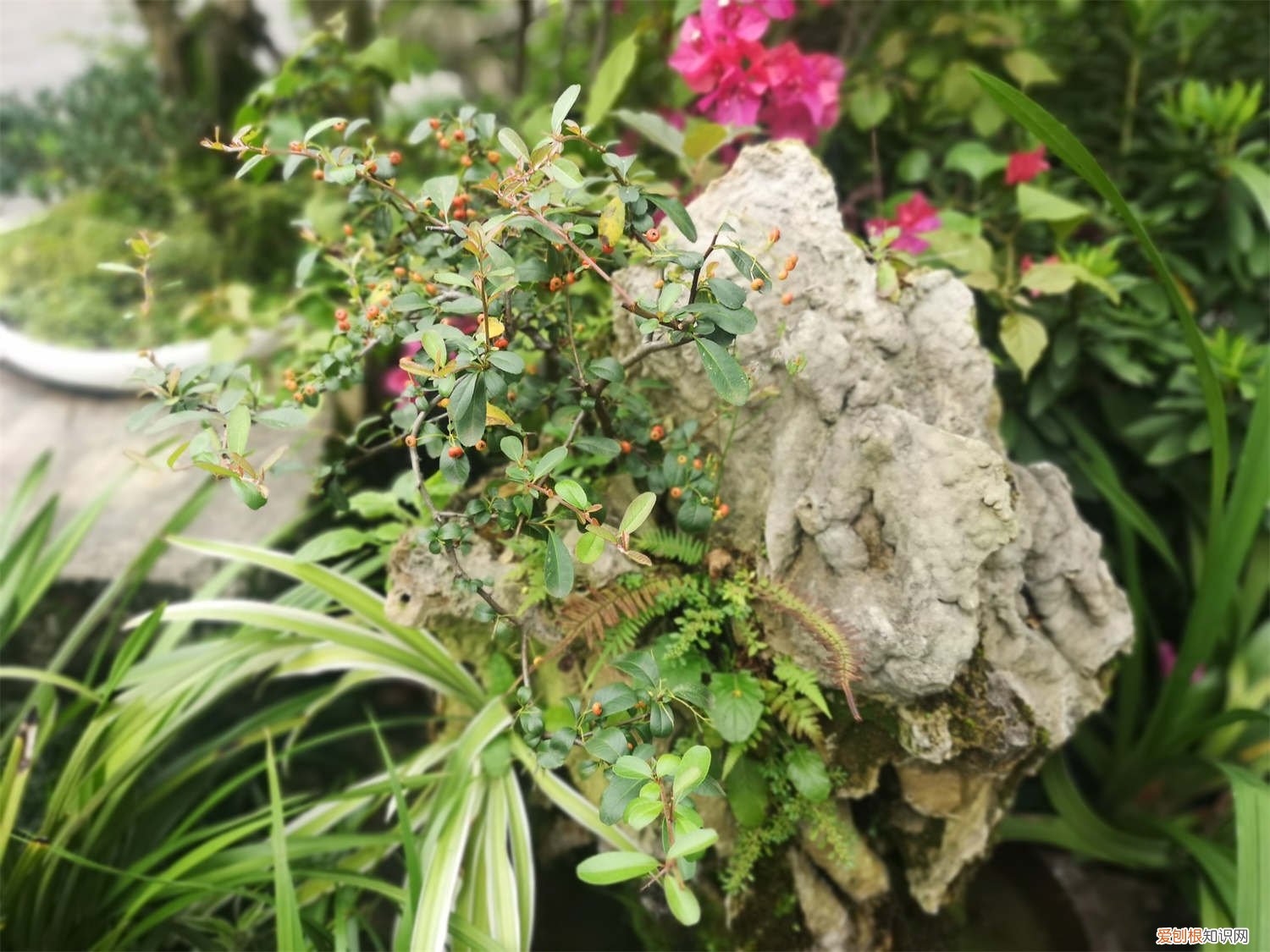 火棘叶子发红 火棘叶子发黄怎么办