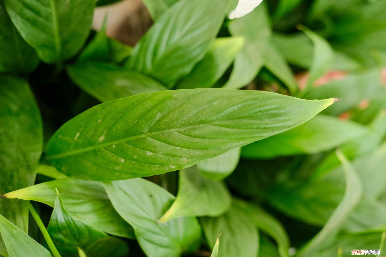 水培白掌叶子发黑 水培白掌叶子发黄怎么办