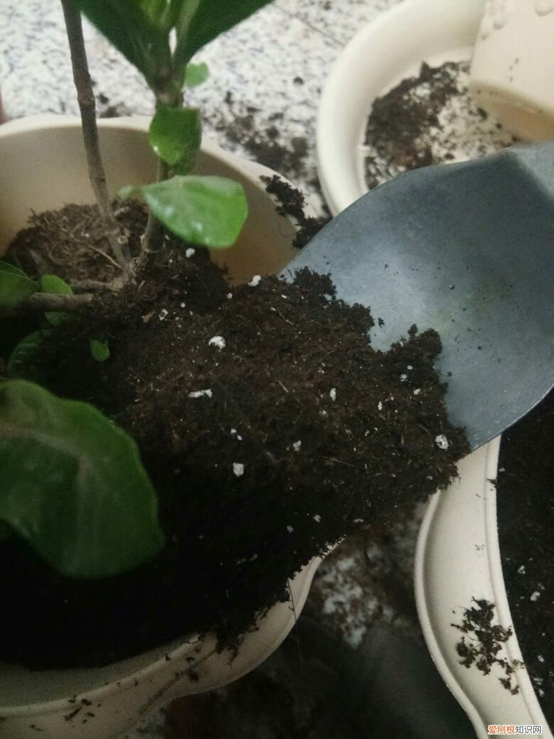 栀子花叶子浅绿发黄 刚买的栀子总发黄?学1招,3天黄叶变绿叶,花朵咕噜噜冒!