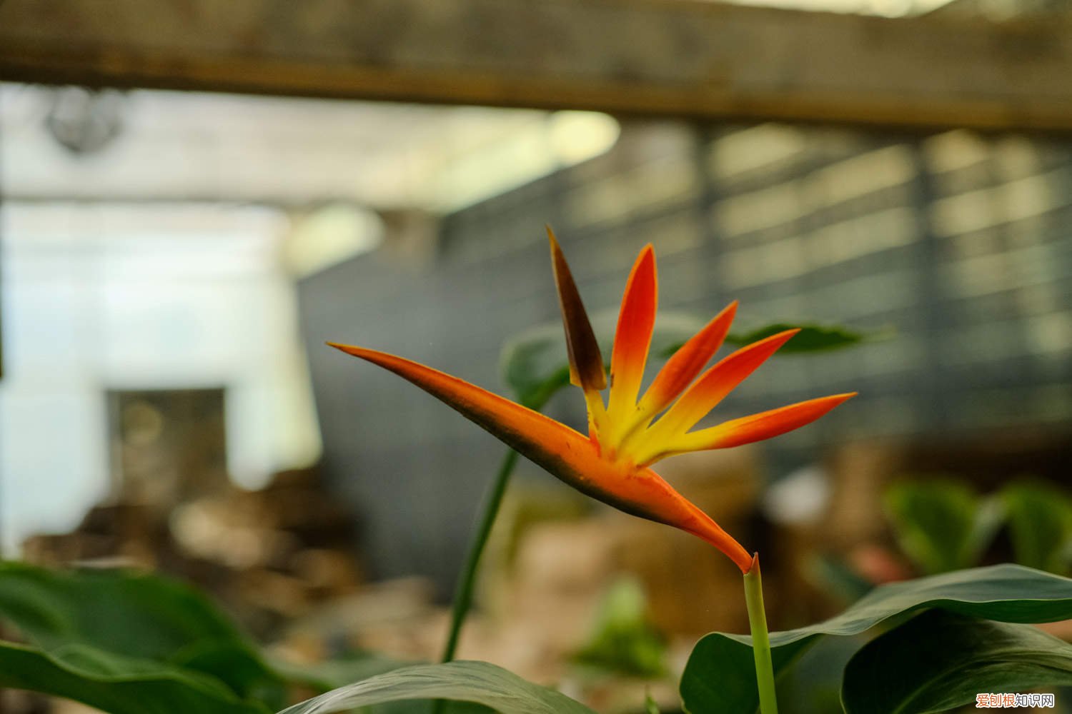 鹤望兰几月开花?如何让它快速开花? 怎么让鹤望兰开花，花期有多长