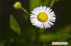 六月花有哪些 六种六月开花的植物介绍