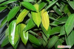 叶子发黄怎么补救 叶子发黄怎么办？教你几招，叶子绿的发光！