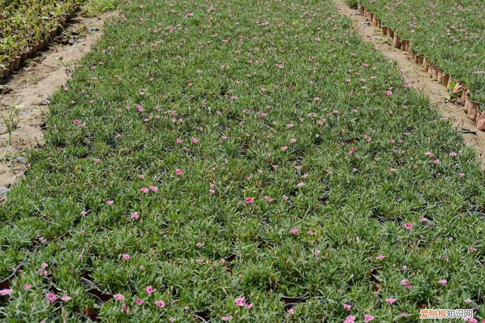 石竹的叶子枯黄怎么办呢 石竹的叶子枯黄怎么办