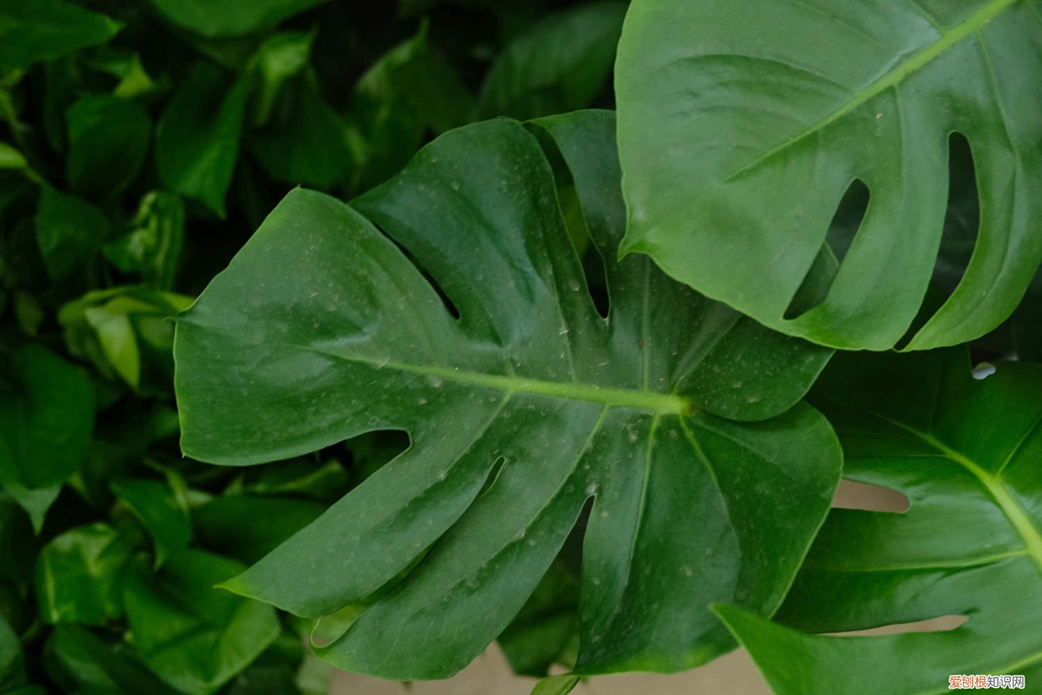 刚移栽的龟背竹叶子发黄 水培龟背竹叶子发黄怎么办