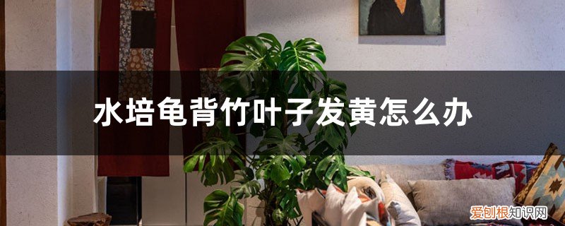 刚移栽的龟背竹叶子发黄 水培龟背竹叶子发黄怎么办