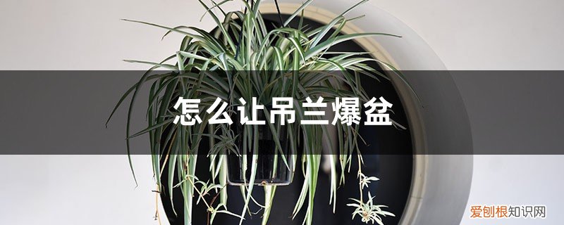 吊兰爆盆之后怎么打理 怎么让吊兰爆盆，如何快速抽藤