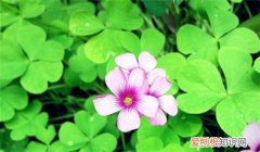 苜蓿草价格解析 苜蓿草有什么用