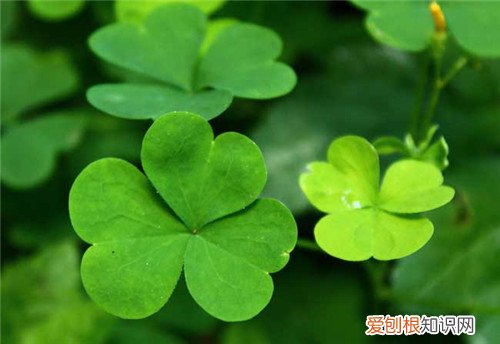 苜蓿草价格解析 苜蓿草有什么用