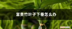 富贵竹叶子有点往下耷拉怎么回事 富贵竹叶子下垂怎么办