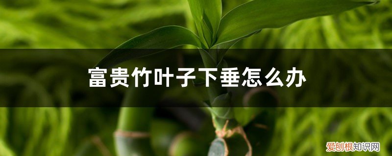 富贵竹叶子有点往下耷拉怎么回事 富贵竹叶子下垂怎么办