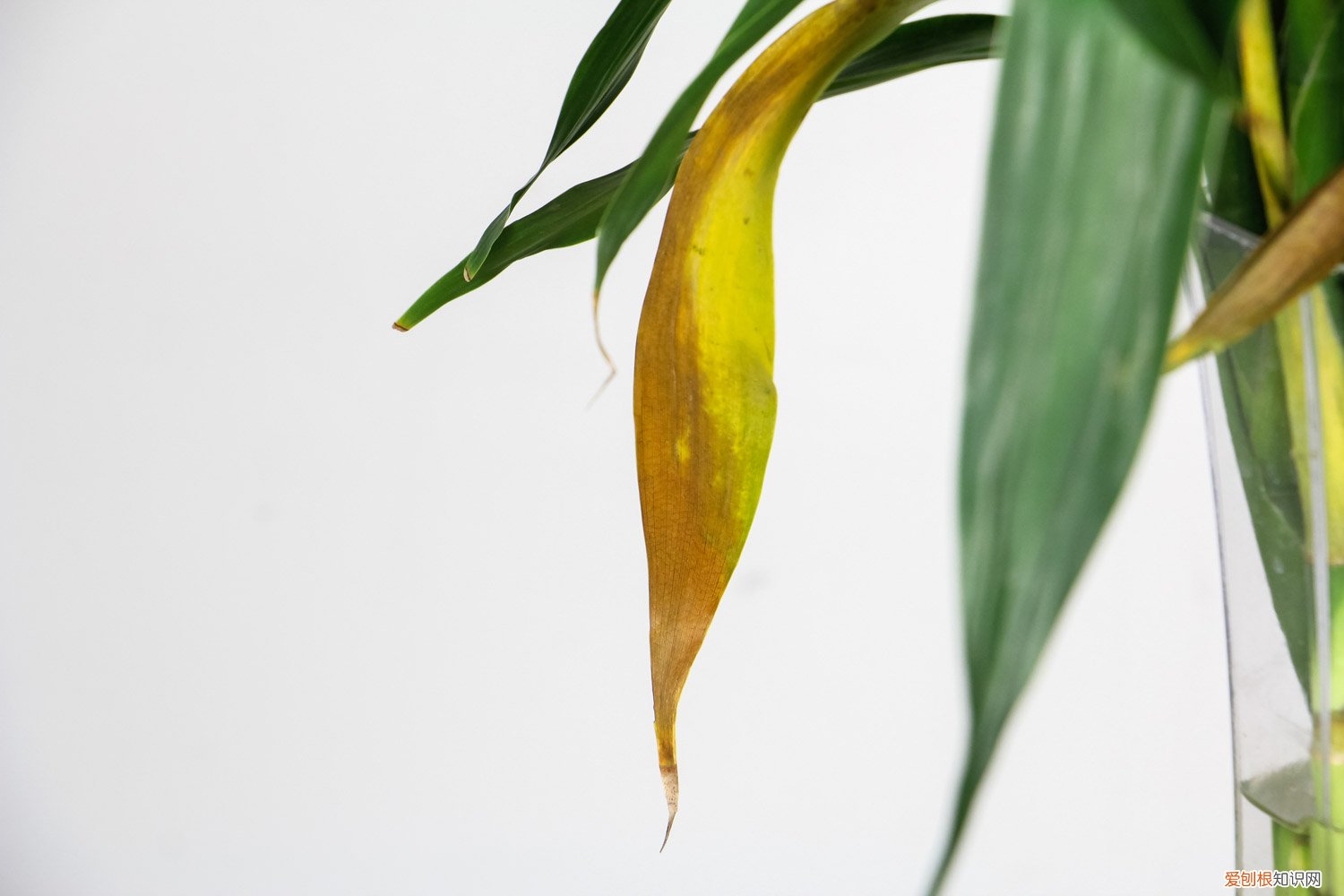 富贵竹叶子有点往下耷拉怎么回事 富贵竹叶子下垂怎么办