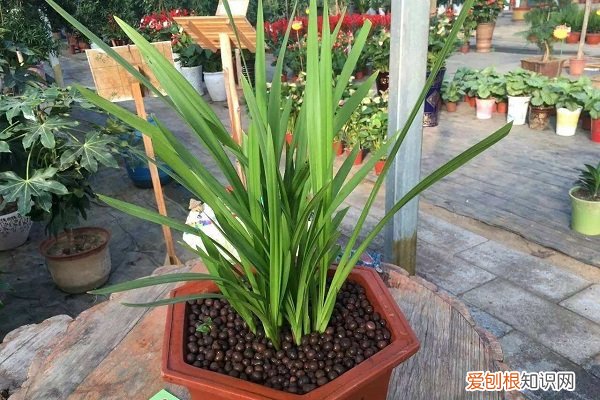 梦香兰叶尖发黄怎么回事 梦香兰叶子发黄怎么办