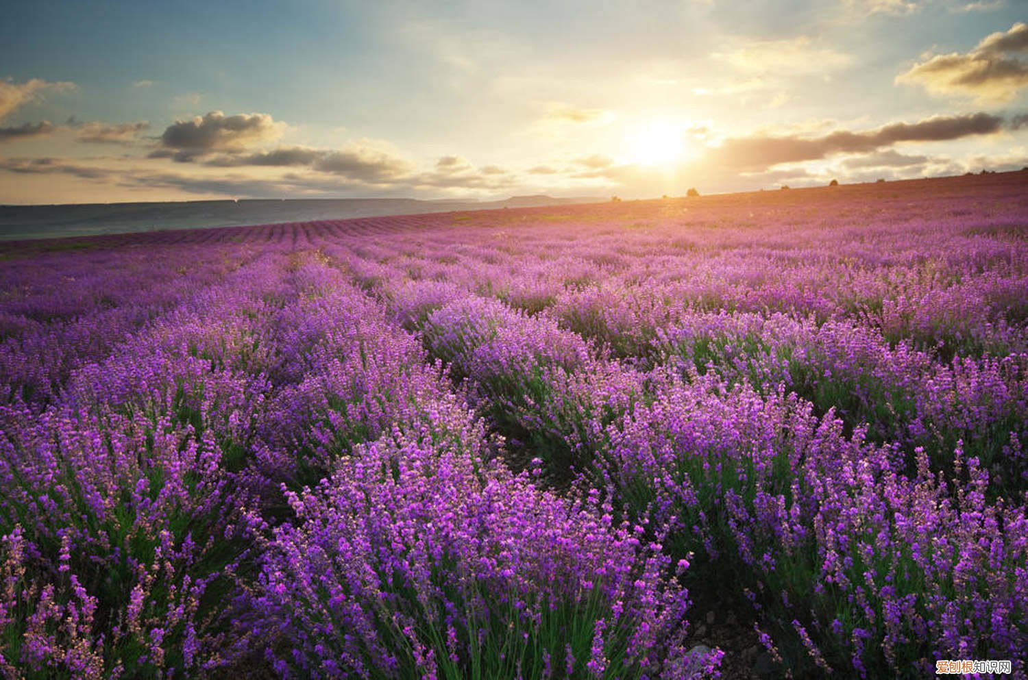 薰衣草叶片发黑 薰衣草叶子发黄怎么办