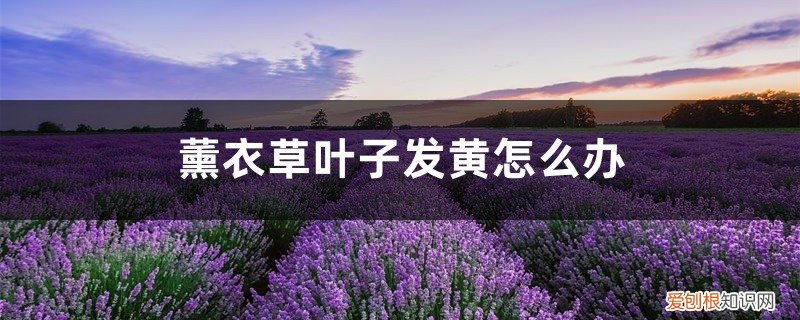 薰衣草叶片发黑 薰衣草叶子发黄怎么办