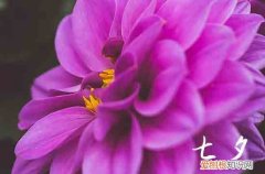 2023七夕民政局上班吗 2023七夕民政局可以登记领证吗