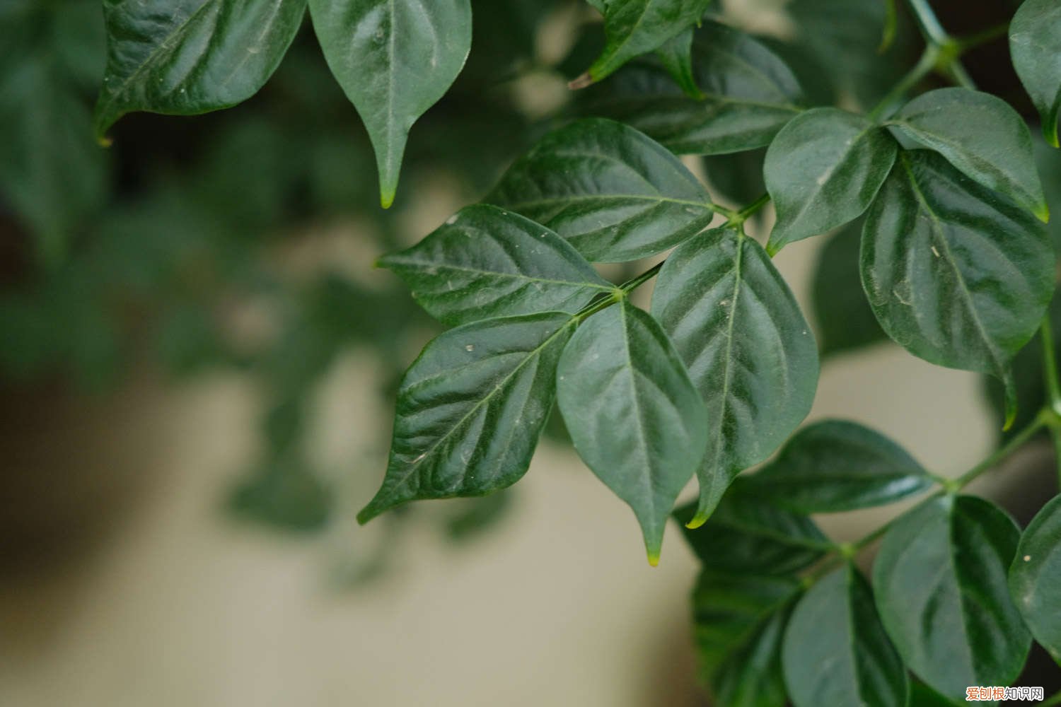 幸福树叶子有点枯萎怎么办 幸福树叶子蔫了怎么办