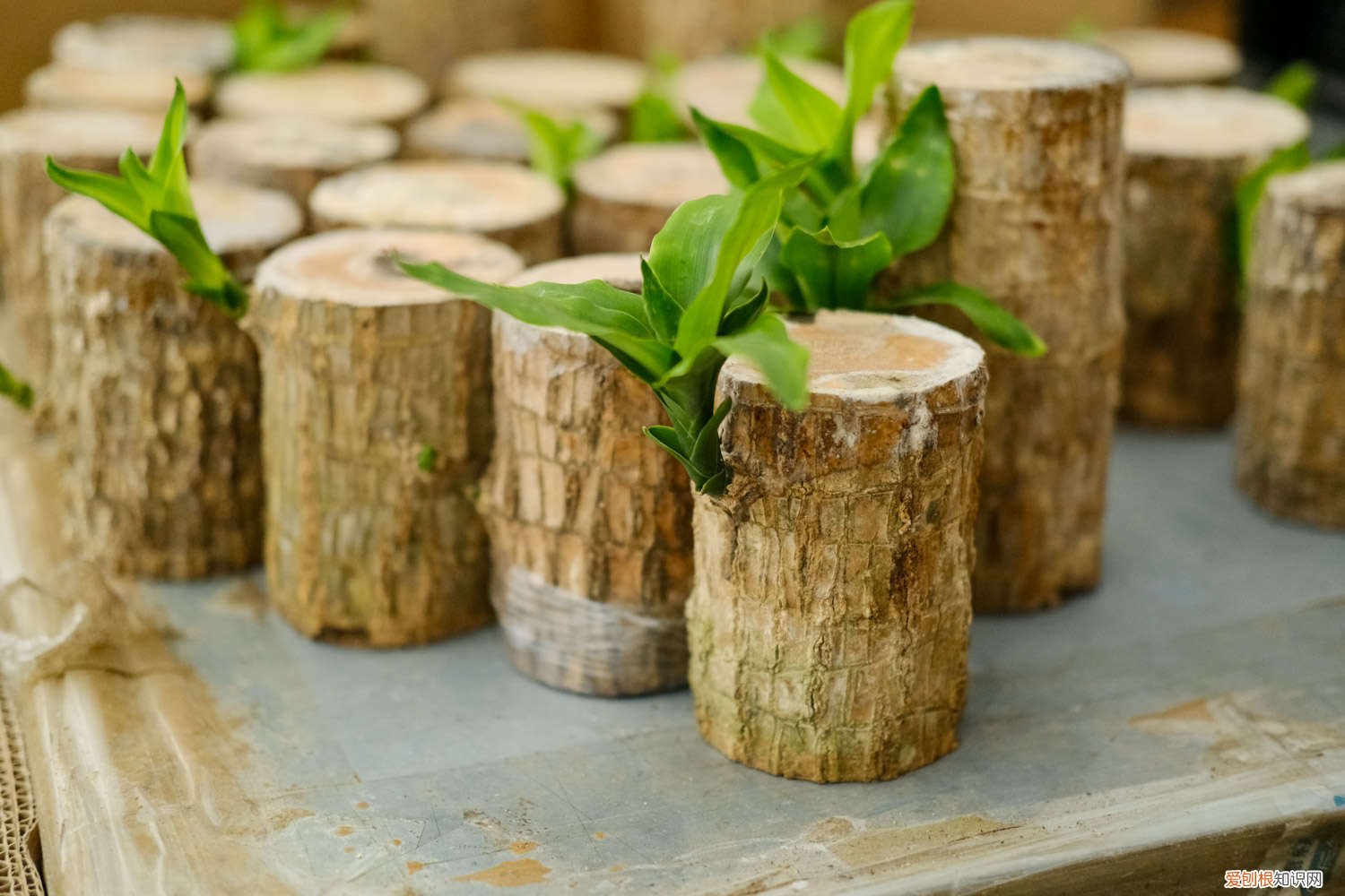 巴西木开花怎么养护 怎么让巴西木开花，开花花期如何护理