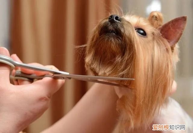 夏至吃狗肉还是冬至吃狗肉，【宠物知识科普篇】夏至即将到来，宠物如何安全避免中暑，这份避暑功课请牢记！