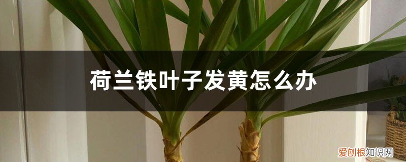 荷兰铁叶子有黑点 荷兰铁叶子发黄怎么办