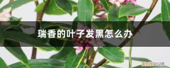 瑞香叶子黑了一直落咋回事 瑞香的叶子发黑怎么办