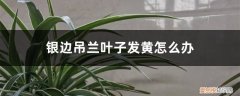 金边吊兰叶子发黄发软怎么办 银边吊兰叶子发黄怎么办