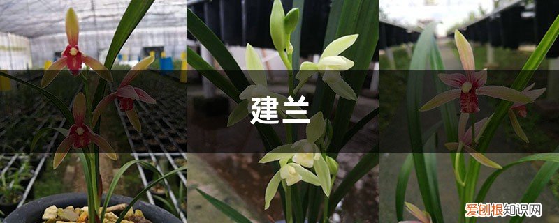 叶子枯萎不要怕，简单几招拯救你的建兰，焕发生机！