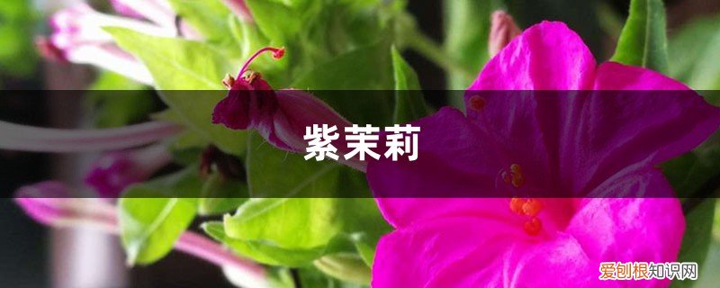 叶子黄了不要怕，继续看下去，教你几招拯救紫茉莉！