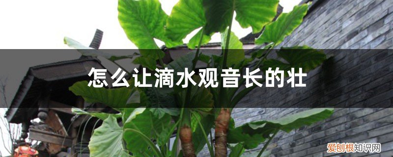 滴水观音长成树桩 怎么让滴水观音长的壮，怎么养出老桩