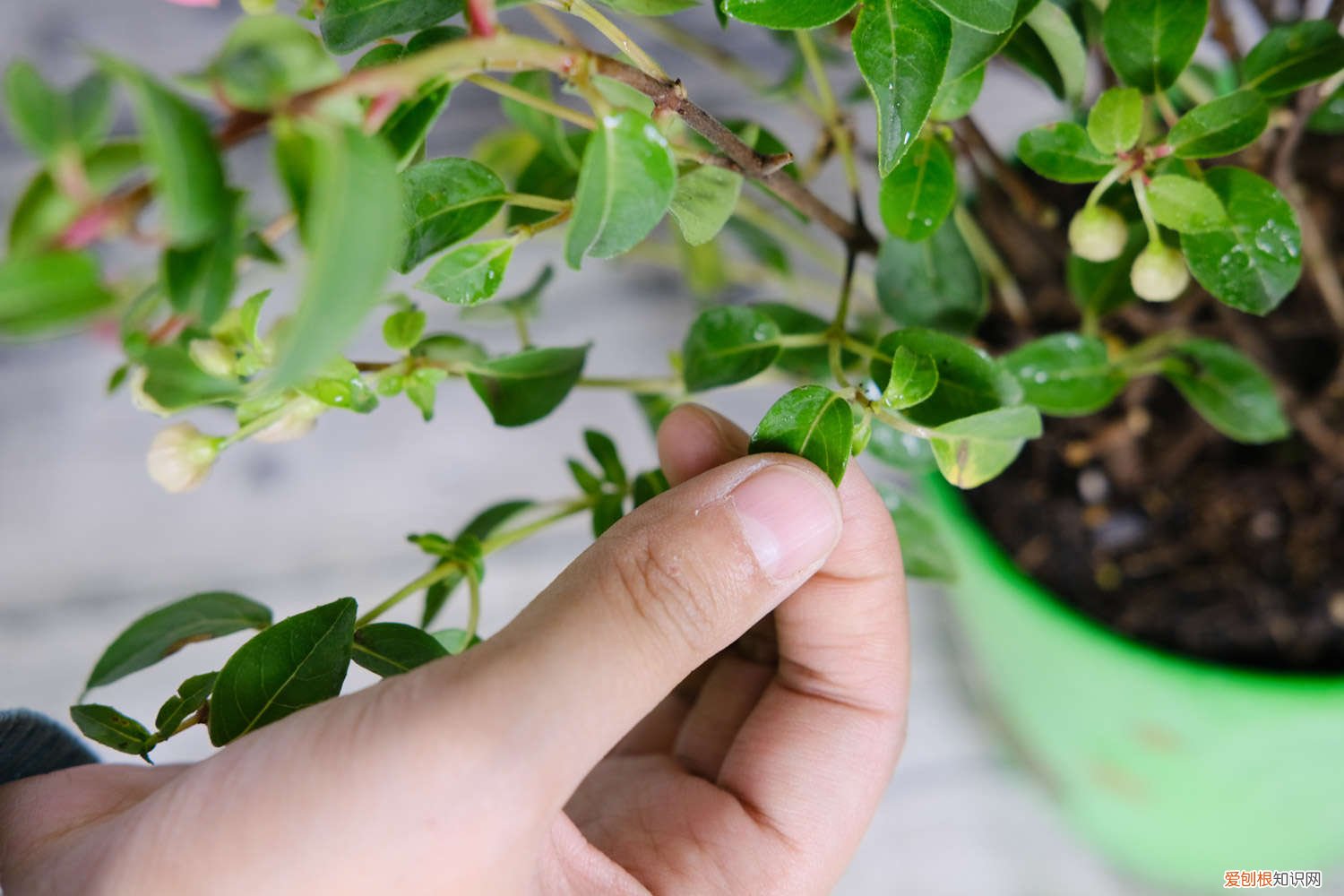 怎样使倒挂金钟开花多 怎么让倒挂金钟开花,开完花怎么办