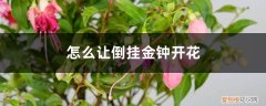 怎样使倒挂金钟开花多 怎么让倒挂金钟开花，开完花怎么办
