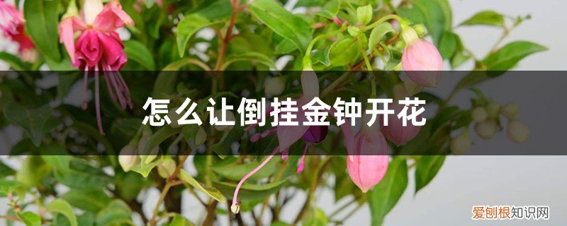 怎样使倒挂金钟开花多 怎么让倒挂金钟开花,开完花怎么办