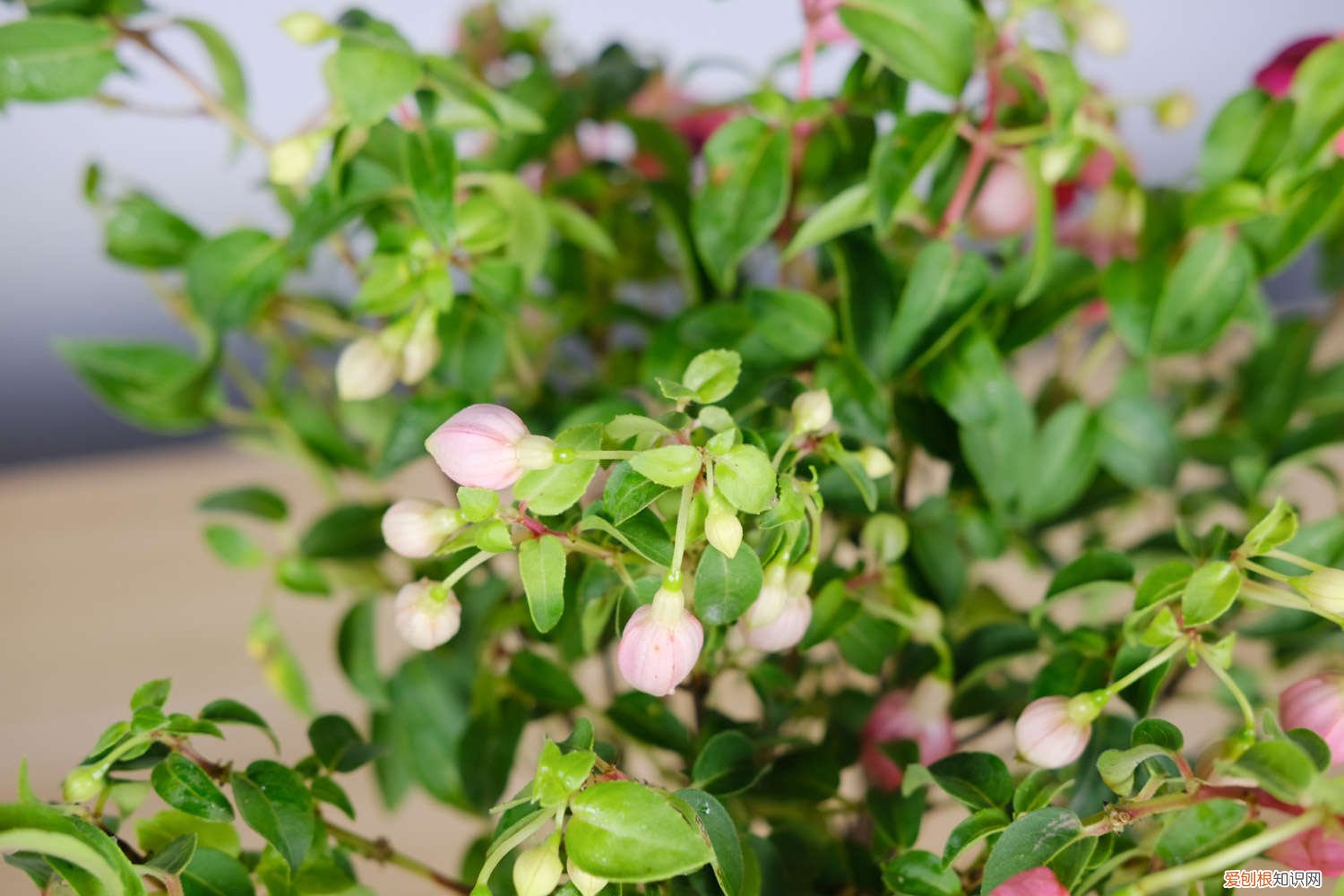 怎样使倒挂金钟开花多 怎么让倒挂金钟开花,开完花怎么办