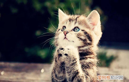 小猫打疫苗要打几针 小猫一共要打几针疫苗