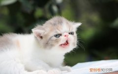 一个月的小奶猫身上有跳蚤怎么办 两周小奶猫身上有跳蚤怎么办