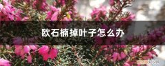 欧石楠掉花 欧石楠掉叶子怎么办