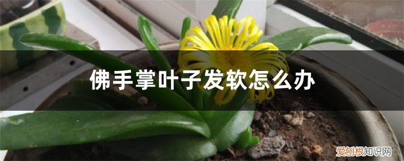 佛手花叶子都变软怎么回事 佛手掌叶子发软怎么办