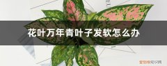 万年青叶子发软怎么回事 花叶万年青叶子发软怎么办