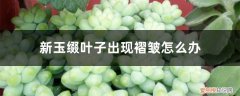 新玉缀叶子出现褶皱怎么办视频 新玉缀叶子出现褶皱怎么办