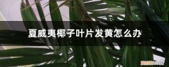 迷你椰树叶子发黄 夏威夷椰子叶片发黄怎么办