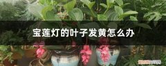 宝莲灯黄叶掉叶怎么办? 宝莲灯的叶子发黄怎么办