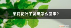 茉莉花叶子发黄有黑点 茉莉花叶子发黑怎么回事？