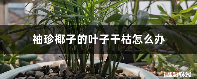 袖珍椰子的叶子发黄干枯怎么办 袖珍椰子的叶子干枯怎么办