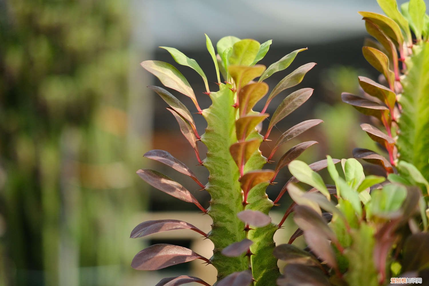 龙骨花叶子发黄怎么办用什么药 龙骨花叶子发黄怎么办