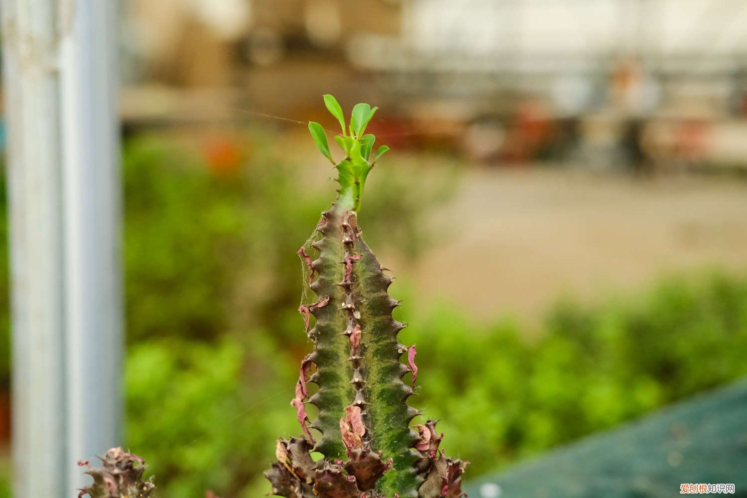 龙骨花叶子发黄怎么办用什么药 龙骨花叶子发黄怎么办