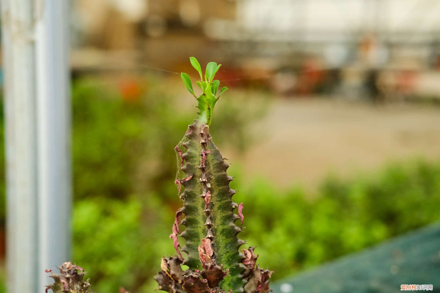 龙骨花叶子发黄怎么办用什么药 龙骨花叶子发黄怎么办
